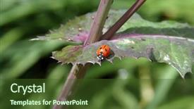  Presentation with aphids - Audience pleasing PPT layouts consisting of dandelion leaf filled with aphids backdrop and a tawny brown colored foreground