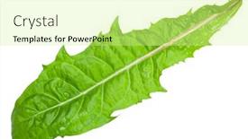  Presentation with dandelion - Theme enhanced with dandelion-leaf-on-white-background background and a soft green colored foreground