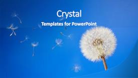  Presentation with dandelion - Cool new PPT theme with dandelion on a blue background backdrop and a teal colored foreground
