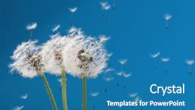  Presentation with navy blue gold - Slides featuring dandelion on a blue background background and a  colored foreground
