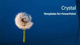  Presentation with facet brilliant diamonds on blue - PPT theme enhanced with dandelion on a blue background background and a  colored foreground