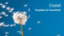  Presentation with weather vane blue - Amazing slides having dandelion on a blue background backdrop and a ocean colored foreground
