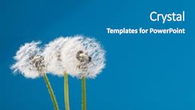  Presentation with dandelion - Presentation theme having dandelion on a blue background background and a  colored foreground