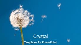  Presentation with dandelion - Slides featuring dandelion on a blue background background and a  colored foreground