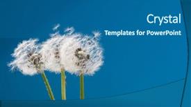  Presentation with dandelion - Colorful PPT theme enhanced with dandelion on a blue background backdrop and a  colored foreground