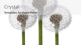  Presentation with dandelion - Audience pleasing PPT layouts consisting of dandelion-on-a-white-background backdrop and a white colored foreground