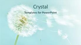  Presentation with dandelion - PPT theme enhanced with dandelion on blue sky background background and a cool aqua colored foreground