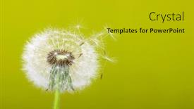  Presentation with dandelion - Audience pleasing slide deck consisting of dandelion-on-green-background backdrop and a gold colored foreground