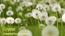  Presentation with dandelion - Amazing slides having dandelion on green grass background macro photo backdrop and a tawny brown colored foreground