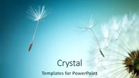  Presentation with dandelion - PPT theme consisting of dandelion on natural background background and a cool aqua colored foreground