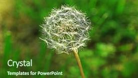  Presentation with natural language processing - Amazing presentation theme having dandelion on natural blurred background backdrop and a  colored foreground