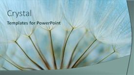  Presentation with seed - Cool new theme with dandelion-seed-background-seed-macro backdrop and a light blue colored foreground