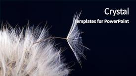  Presentation with black seed - PPT theme consisting of dandelion seed in black macro background and a black colored foreground