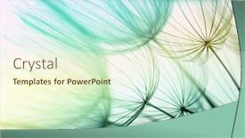  Presentation with dandelion - Presentation theme having dandelion-seed-in-golden-sunlight background and a cream colored foreground