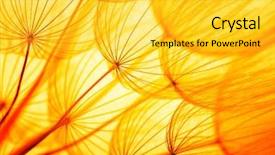 Presentation with seed - Cool new slide set with dandelion seed in golden sunlight backdrop and a yellow colored foreground