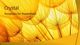  Presentation with seed as gold - Presentation design consisting of dandelion seed in golden sunlight background and a yellow colored foreground