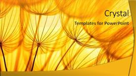  Presentation with seed - Slide deck having dandelion seed in golden sunlight background and a gold colored foreground
