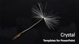  Presentation with seed - Slides consisting of dandelion seed background and a black colored foreground