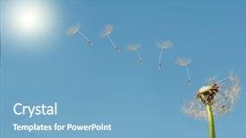 Presentation with dandelion - Amazing slide deck having dandelion seeds flying to sun backdrop and a teal colored foreground