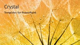  Presentation with beautiful fresh leaves water drops - Presentation theme consisting of dandelion seeds in the drops background and a  colored foreground