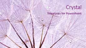  Presentation with dew - Theme having dandelion seeds in the drops background and a sky blue colored foreground
