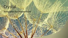  Presentation with dew - Slides with dandelion seeds in the drops background and a  colored foreground