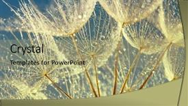  Presentation with dandelion - PPT theme consisting of dandelion seeds in the drops background and a mint green colored foreground