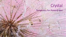  Presentation with dew - Audience pleasing presentation theme consisting of dandelion seeds in the drops backdrop and a lemonade colored foreground