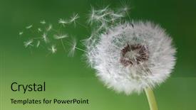  Presentation with green morning - Audience pleasing PPT theme consisting of dandelion seeds in the morning backdrop and a seafoam green colored foreground