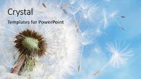  Presentation with dandelion - Beautiful slide set featuring dandelion seeds in the morning backdrop and a light blue colored foreground