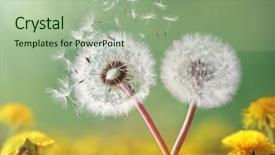  Presentation with green morning - PPT layouts with dandelion seeds in the morning background and a mint green colored foreground