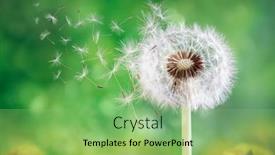  Presentation with dandelion - Audience pleasing PPT theme consisting of dandelion-seeds-in-the-sunlight backdrop and a seafoam green colored foreground