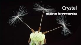 Presentation with dandelion - Beautiful PPT layouts featuring dandelion seeds on black background backdrop and a black colored foreground