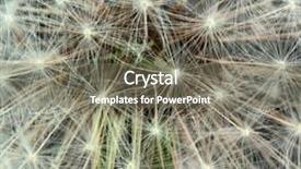  Presentation with dandelion - Colorful slide deck enhanced with dandelion seeds on black background backdrop and a gray colored foreground