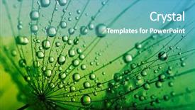  Presentation with water drop - Slides enhanced with bouquet of roses is on the table next to the multi-colored ribbons the background is blurred background and a gray colored foreground