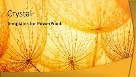  Presentation with water drop - Presentation design featuring dandelion seeds with water drop background and a yellow colored foreground