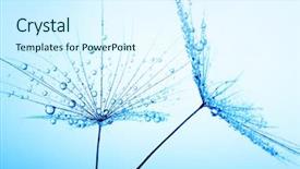 Presentation with abstract water drops - Slides with dandelion seeds with water background and a cool aqua colored foreground