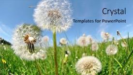  Presentation with dandelion - PPT layouts having dandelion - shot fisheye background and a light blue colored foreground