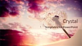  Presentation with dandelion - Presentation theme with dandelion silhouette against sunset background and a lemonade colored foreground