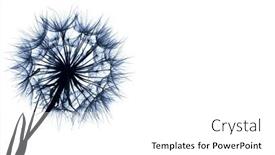  Presentation with dandelion - Presentation theme having dandelion-silhouette-fluffy-flower background and a white colored foreground