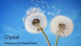  Presentation with dandelion - Slides consisting of dandelion with seeds blowing away background and a light blue colored foreground