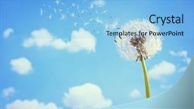  Presentation with dandelion - Slide set enhanced with dandelion with seeds blowing away background and a light blue colored foreground