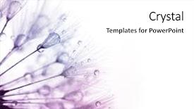  Presentation with water color - Colorful PPT theme enhanced with dandelion with water drops - color backdrop and a white colored foreground