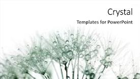  Presentation with water drops - Slide set enhanced with dandelion with water drops - silhouette background and a white colored foreground