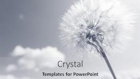  Presentation with dandelion - Cool new presentation design with dandelion backdrop and a light gray colored foreground