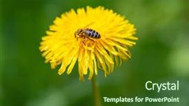  Presentation with honey bee - Beautiful presentation theme featuring dandelions - honey bee collecting pollen backdrop and a tawny brown colored foreground