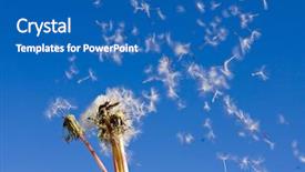  Presentation with wind - Slides featuring dandelions blowing in the wind background and a teal colored foreground