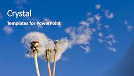  Presentation with wind - Slides featuring dandelions blowing in the wind background and a ocean colored foreground