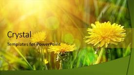  Presentation with tall - Presentation theme enhanced with dandelions in the tall grass background and a gold colored foreground