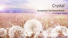  Presentation with wheat growing - PPT layouts consisting of dandelions ready for harvest growing background and a lemonade colored foreground